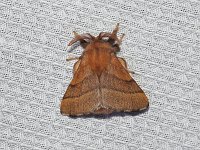 Forest Tent Caterpillar Moth